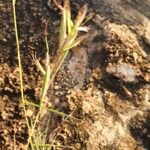 Hyparrhenia filipendula Plod