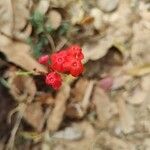 Plumbago indica 花
