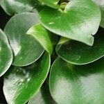 Peperomia polybotrya Alkat (teljes növény)