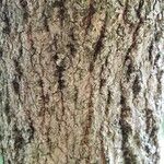 Chionanthus virginicus 樹皮