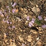 Iberis linifolia Libunga
