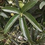 Passiflora caerulea Frunză