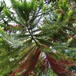 Araucaria angustifolia Hoja