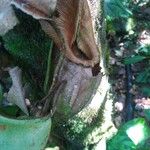 Nepenthes burbidgei Leaf