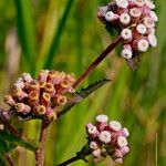 Pluchea foetida Floare