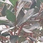 Mimusops caffra Leaf