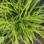 Carex morrowii पत्ता