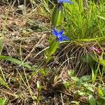 Gentiana utriculosa Alkat (teljes növény)