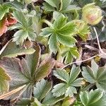 Potentilla verna Leaf