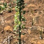 Albuca virens 花