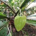 Dioscorea bulbifera Blad