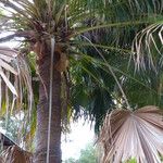 Livistona australis Ekosanga