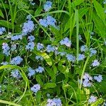 Myosotis sylvatica Habitus