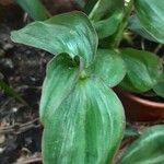 Tradescantia cerinthoides Leaf