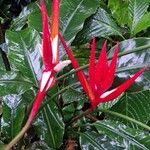 Heliconia angusta Flor