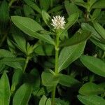 Alternanthera philoxeroides പുഷ്പം