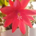 Rhipsalidopsis gaertneri Çiçek