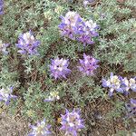Lupinus sellulus Habit