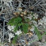 Caropsis verticillatoinundata Floare