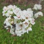 Pyrus pyrifolia Λουλούδι