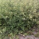 Brassica barrelieri Plante entière