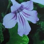 Streptocarpus primulifolius Flor