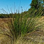 Scirpoides holoschoenus Habit