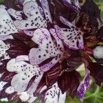 Orchis purpurea പുഷ്പം