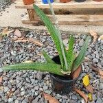 Gasteria disticha Leaf