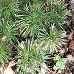 Draba hispanica Blad