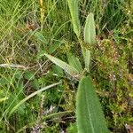 Senecio doronicum Lapas