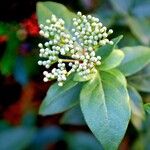 Viburnum rugosum Hostoa