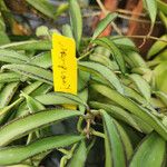 Hoya wayetii Leaf