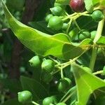 Kraussia floribunda Fruto