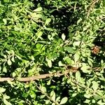 Lippia micromera Кора