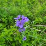 Tradescantia ohiensisÕis