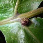 Tectaria incisa Φλοιός