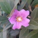 Lagunaria patersonia Flor