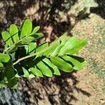 Cassia grandis Blad