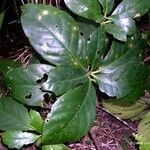 Guettarda wagapensis Leaf
