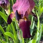 Iris atrofusca Květ