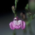 Justicia pectoralis Flower
