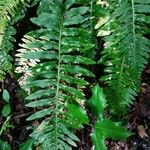 Polypodium interjectum ഇല