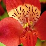 Alstroemeria ligtu Flower