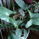 Philodendron hastatum Foglia