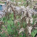 Solidago gigantea Natur