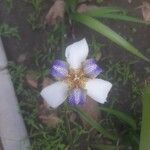 Neomarica northiana Flor