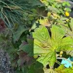 Geranium wlassovianum Yaprak