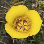 Calochortus clavatus Flower