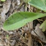 Gnaphalium purpureum Leaf